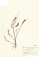 藏品(歐洲小米草)的圖片